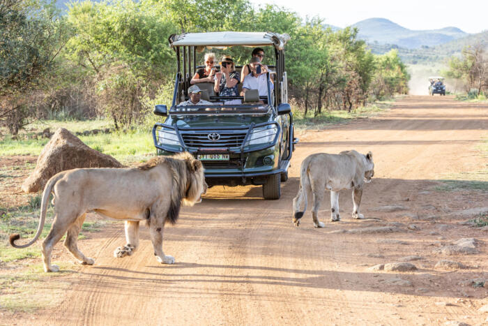 Cedarberg Travel | Ivory Tree Game Lodge