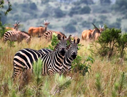Akagera NP - zebra & plains game