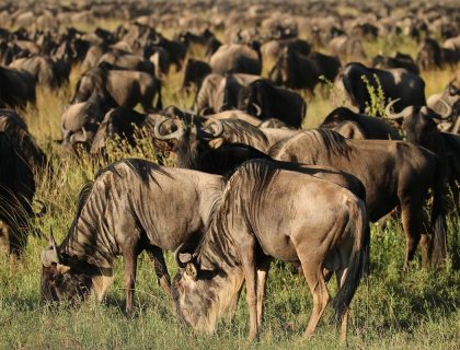Serengeti-wildebeest-migration-kb-1200