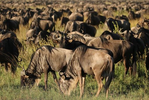 Serengeti-wildebeest-migration-kb-1200