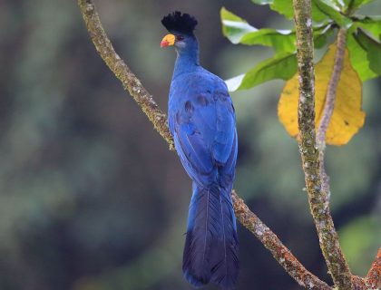 Nyungwe Forest - Great Blue Turaco