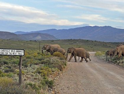 Cedarberg-Africa Self-drive Route 6 - Sanbona elephants