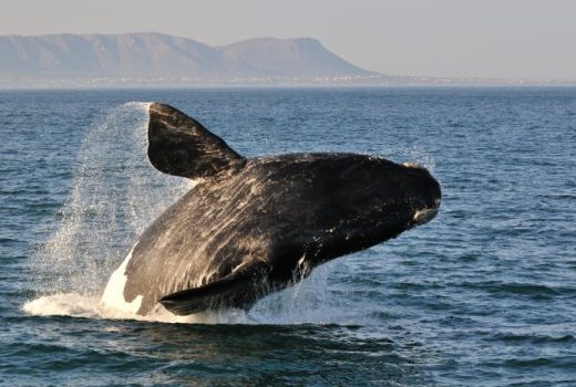 Hermanus