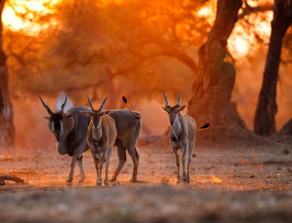 Mana-pools-eland-SS-1531785236
