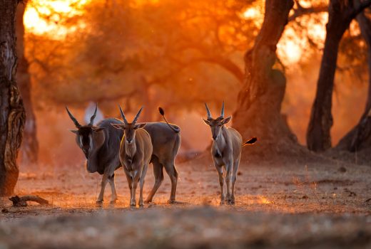 Mana-pools-eland-SS-1531785236