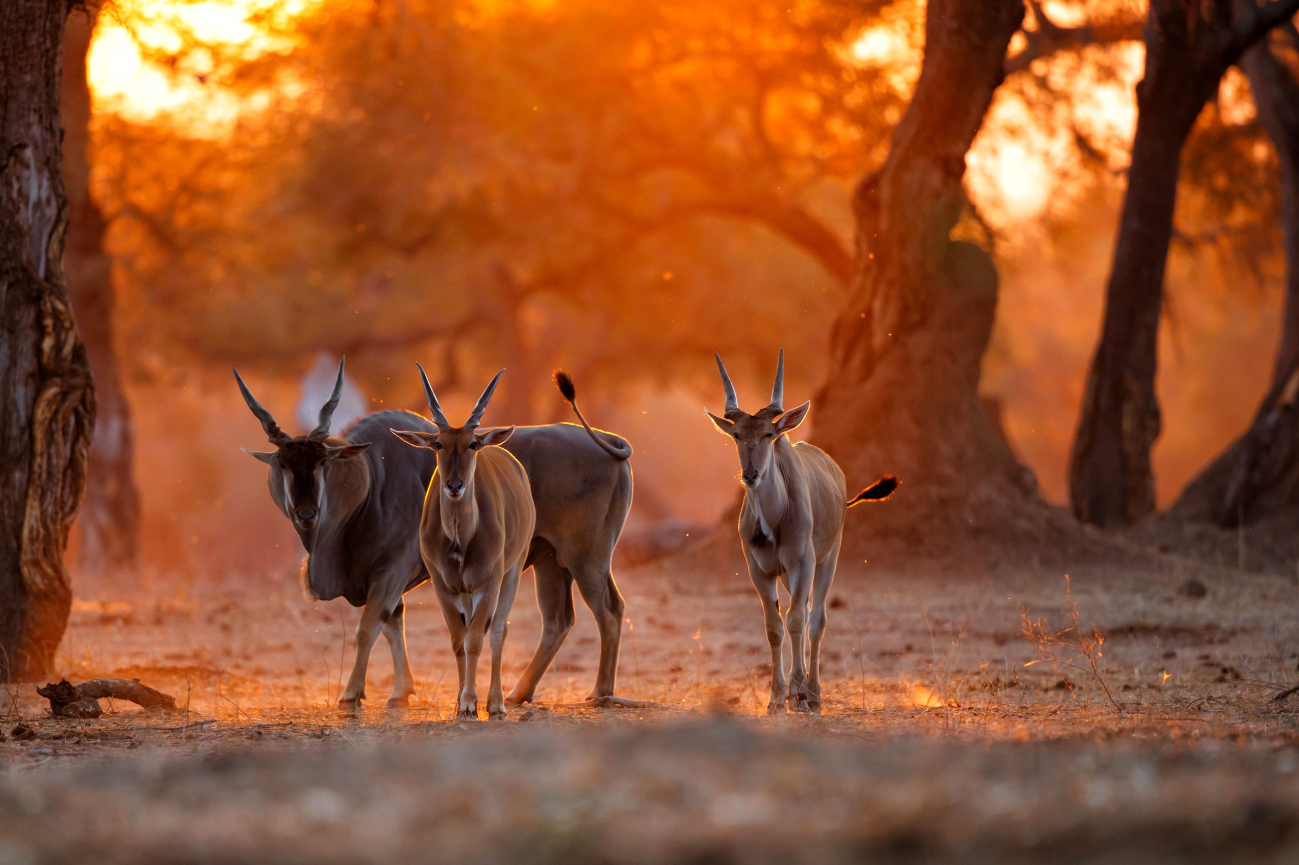 Mana Pools versus Lower Zambezi, eland in the dusk