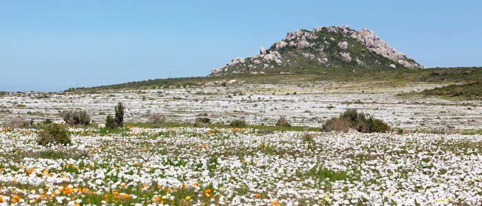 Cape West Coast Wildflowers