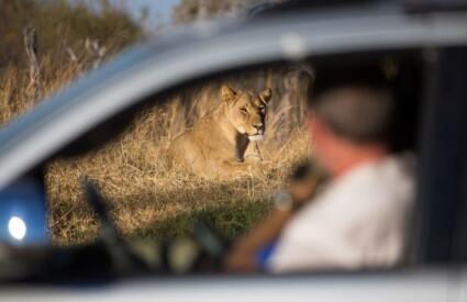 Self-drive-lion-hwange-zimbabwe-SS-307319780-700