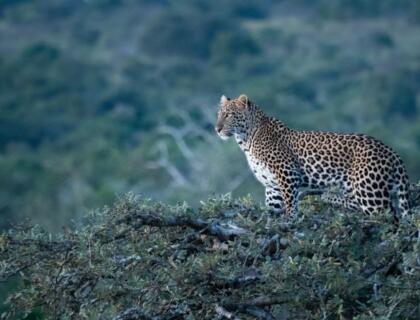 Akagera National Park Rwanda- leopard in a tree